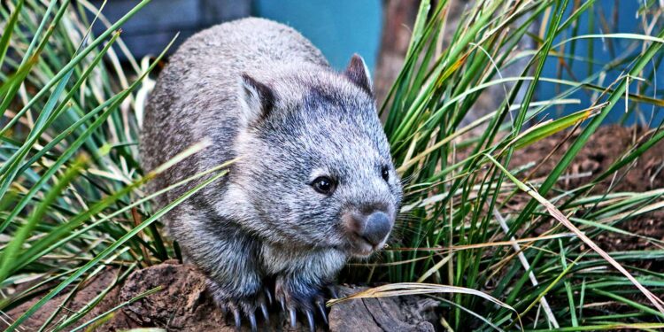 Why do wombats have square poop?