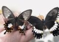 ‘Supergene’ helps butterflies mimic wing patterns to stay safe