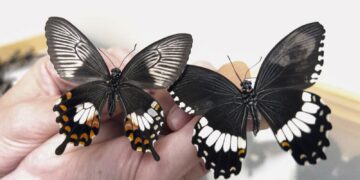 ‘Supergene’ helps butterflies mimic wing patterns to stay safe