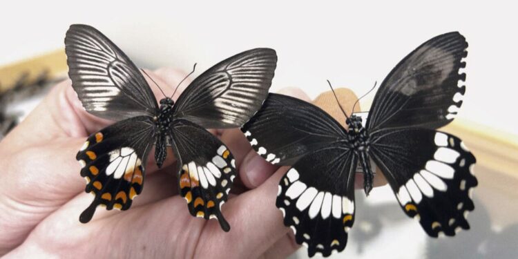 ‘Supergene’ helps butterflies mimic wing patterns to stay safe