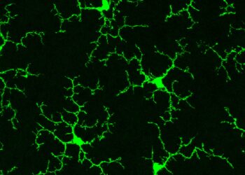 Refreshing the Brain’s Immune Cells Could Treat a Host of Diseases