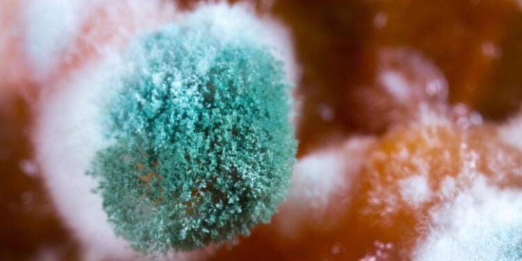 A Simple Blood Protein Could Transform Treatment of a Deadly Fungal Disease