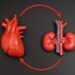 How Chronic Kidney Disease Quietly Poisons the Heart