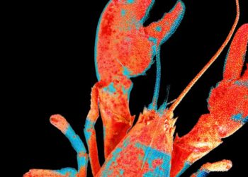 Moltbook, the Social Network for AI Agents, Exposed Real Humans’ Data