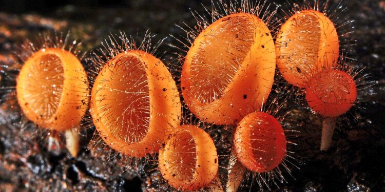 Team uncovers secret of fungi that eats charcoal