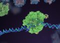 Souped-Up CRISPR Gene Editor Replicates and Spreads Like a Virus