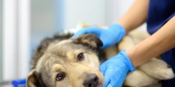 New Tick-Borne Bacteria Discovered in U.S. Dogs