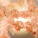 Scientists Discover Protein That Turns Brown Fat Into a Calorie-Burning Machine