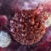 Scientists Stop Pancreatic Cancer Before It Starts in Landmark Preclinical Study