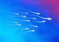 Scientists Find Way To Turn Sperm Production Off and Back On