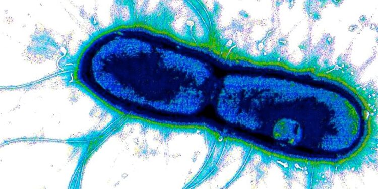 Scientists Discover the “Achilles’ Heel” of Two of the World’s Deadliest Diarrhea Bacteria