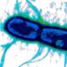 Scientists Discover the “Achilles’ Heel” of Two of the World’s Deadliest Diarrhea Bacteria