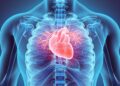 Your Diet Could Be Missing the Key Ingredient for Heart Protection