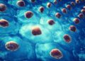 Could Young Stem Cells Be the Key to Healthier Aging?
