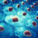 Could Young Stem Cells Be the Key to Healthier Aging?