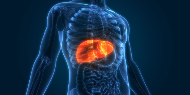 Scientists Create Tiny “Mini Livers” That Could One Day Replace Liver Transplants