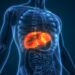 Scientists Create Tiny “Mini Livers” That Could One Day Replace Liver Transplants