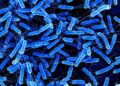 Scientists Discover a Powerful New Weapon Against a Dangerous Gut Infection