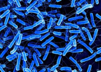 Scientists Discover a Powerful New Weapon Against a Dangerous Gut Infection