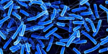 Scientists Discover a Powerful New Weapon Against a Dangerous Gut Infection